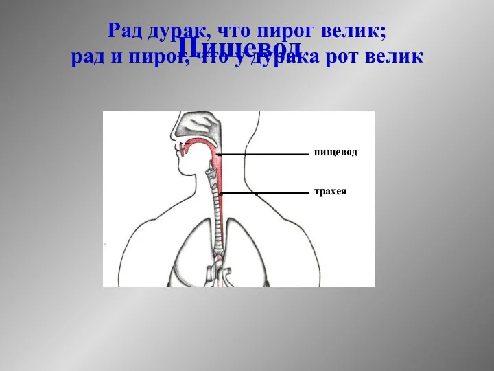 Рад дурак, что пирог велик; рад и пирог, что у дурака рот велик Пищевод