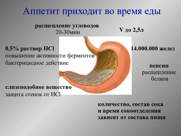 Аппетит приходит во время еды V до 2,5л 14.000.000 желез