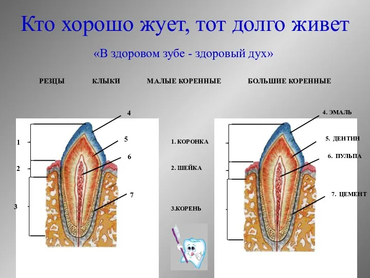 «В здоровом зубе - здоровый дух» 4. ЭМАЛЬ 5. ДЕНТИН