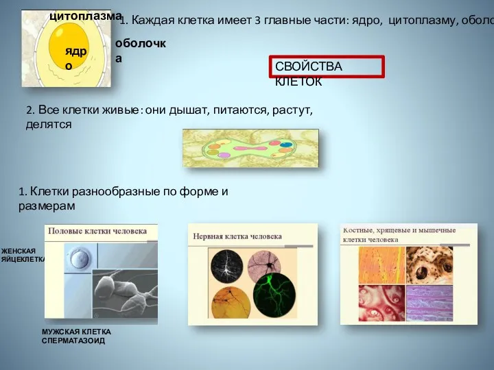 1. Каждая клетка имеет 3 главные части: ядро, цитоплазму, оболочку 2. Все клетки