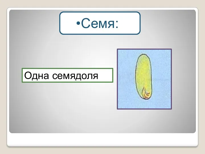 Одна семядоля Семя: