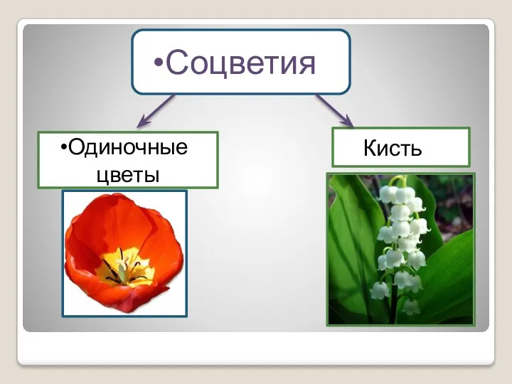 Соцветия Одиночные цветы Кисть