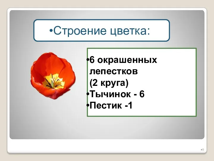 Строение цветка: 6 окрашенных лепестков (2 круга) Тычинок - 6 Пестик -1