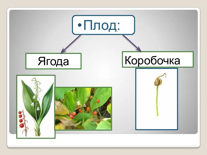 Плод: Ягода Коробочка