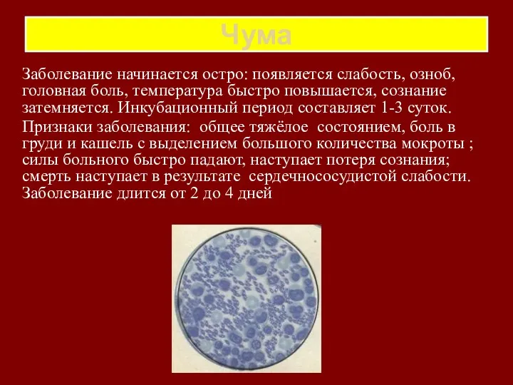 Чума Заболевание начинается остро: появляется слабость, озноб, головная боль, температура