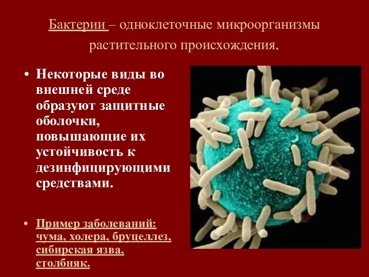 Бактерии – одноклеточные микроорганизмы растительного происхождения. Некоторые виды во внешней