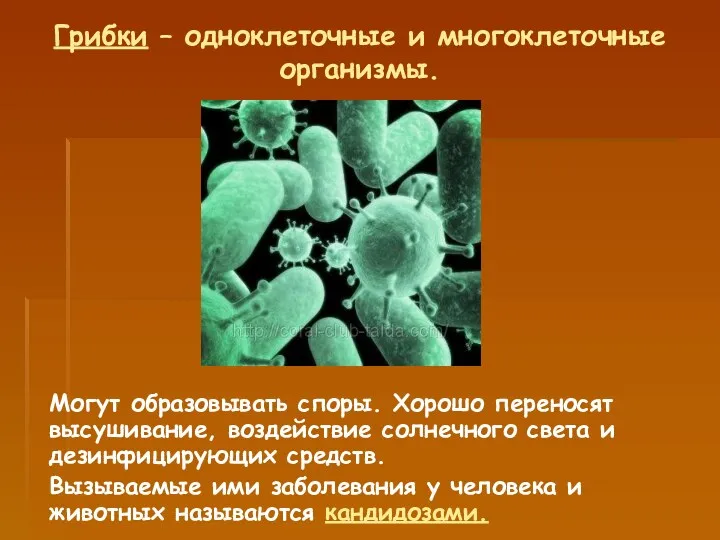 Грибки – одноклеточные и многоклеточные организмы. Могут образовывать споры. Хорошо