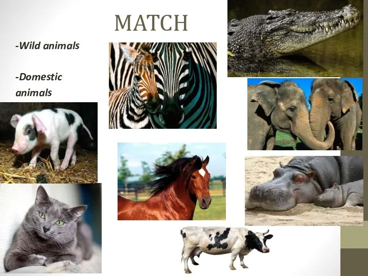 MATCH -Wild animals -Domestic animals