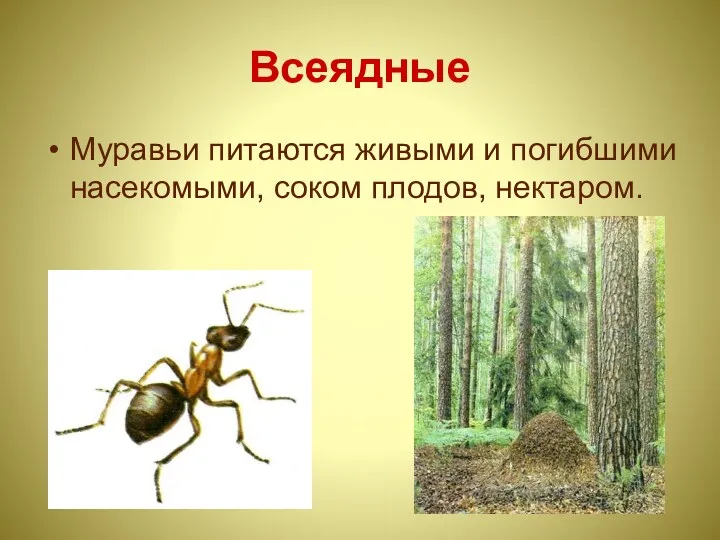 Всеядные Муравьи питаются живыми и погибшими насекомыми, соком плодов, нектаром.