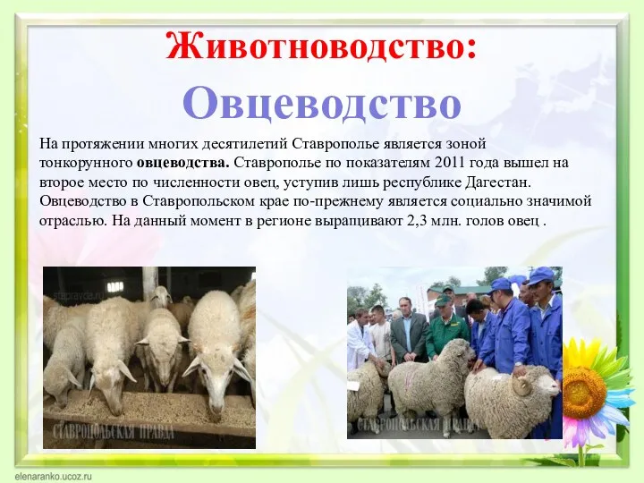 Животноводство: Овцеводство На протяжении многих десятилетий Ставрополье является зоной тонкорунного