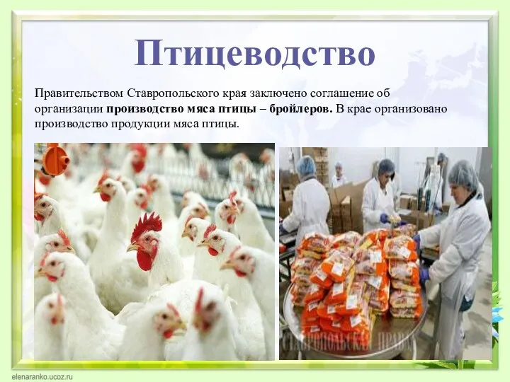 Птицеводство Правительством Ставропольского края заключено соглашение об организации производство мяса