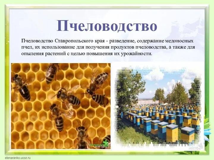 Пчеловодство Ставропольского края - разведение, содержание медоносных пчел, их использование