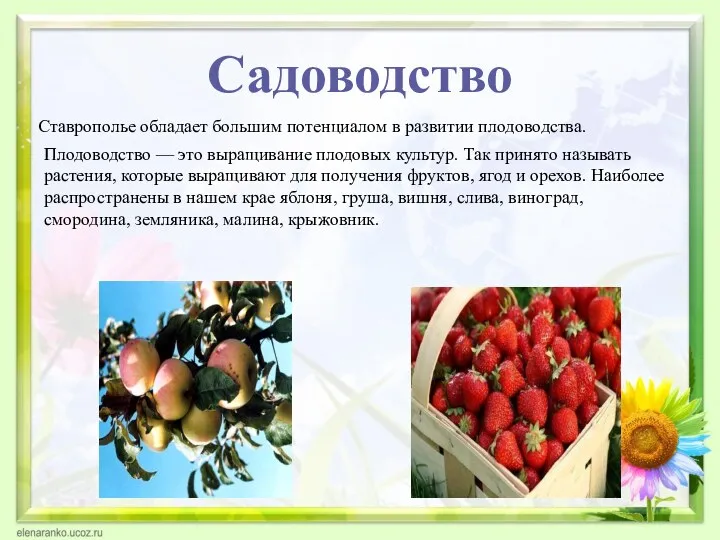 Садоводство Ставрополье обладает большим потенциалом в развитии плодоводства. Плодоводство —