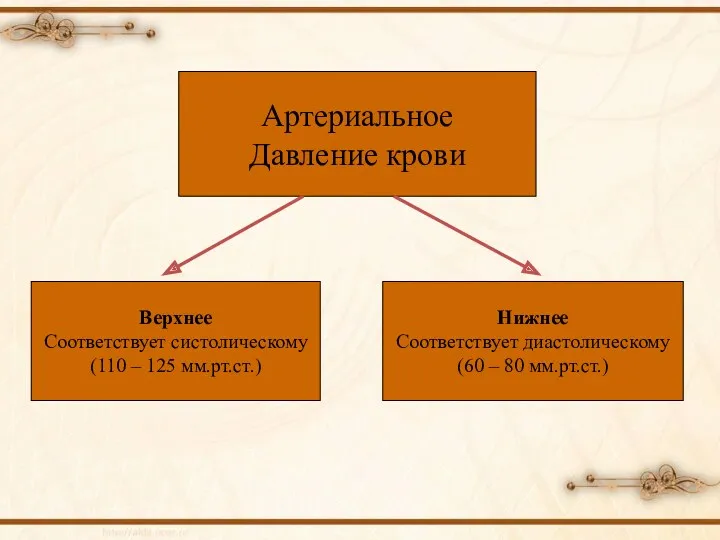 Артериальное Давление крови Верхнее Соответствует систолическому (110 – 125 мм.рт.ст.)