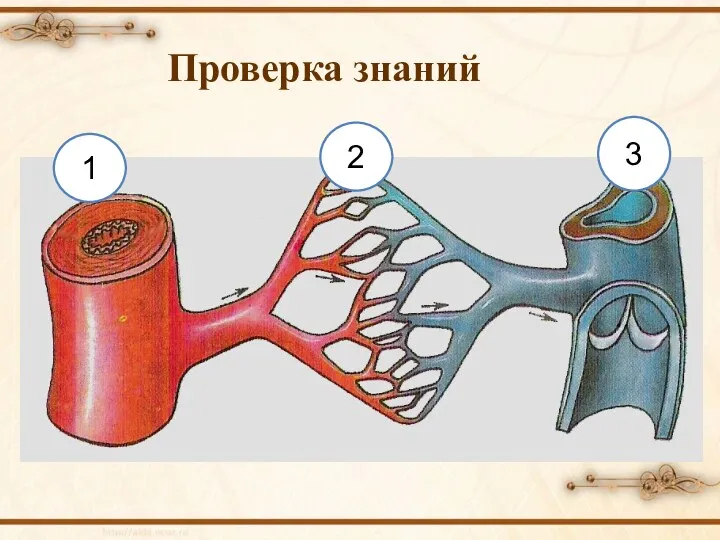 Проверка знаний 1 2 3