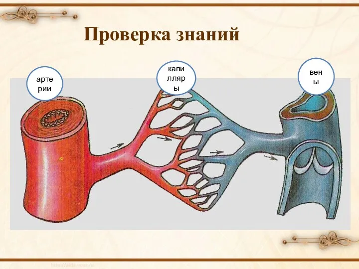 Проверка знаний артерии капилляры вены