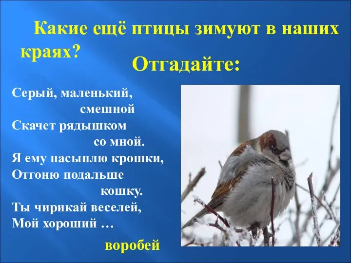 Отгадайте: Какие ещё птицы зимуют в наших краях? Серый, маленький, смешной Скачет рядышком