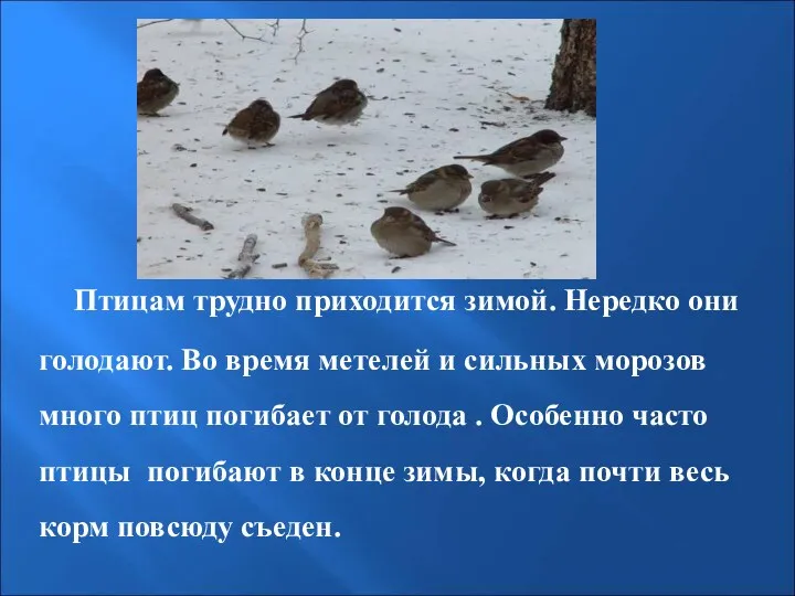 Птицам трудно приходится зимой. Нередко они голодают. Во время метелей и сильных морозов