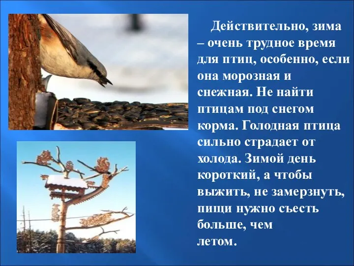 Действительно, зима – очень трудное время для птиц, особенно, если она морозная и