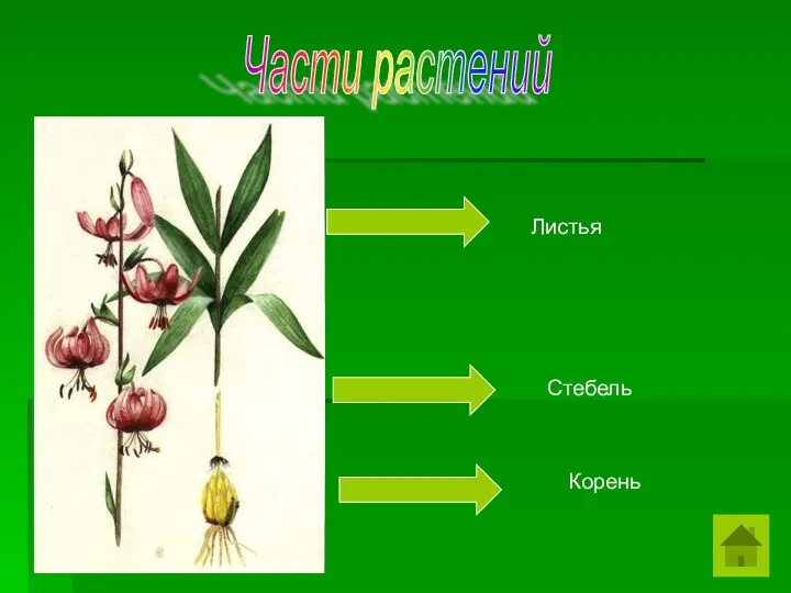 Корень Стебель Листья Части растений