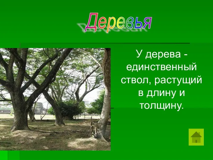 У дерева - единственный ствол, растущий в длину и толщину. Деревья