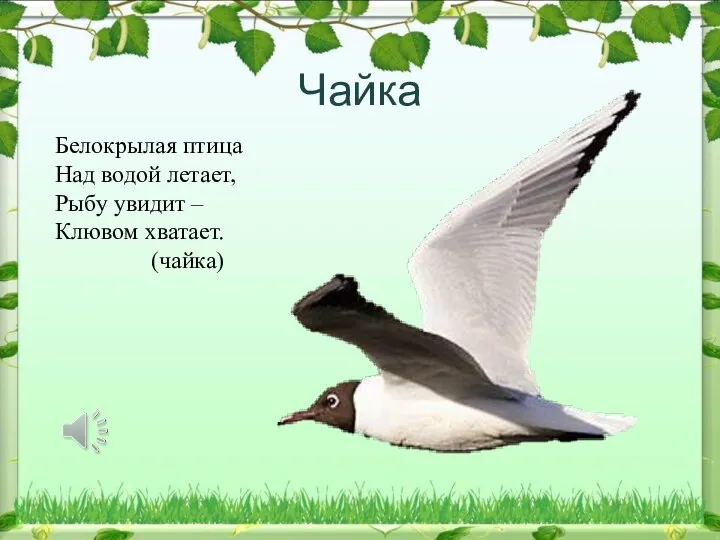 Чайка Белокрылая птица Над водой летает, Рыбу увидит – Клювом хватает. (чайка)