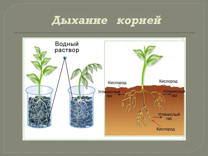 Дыхание корней