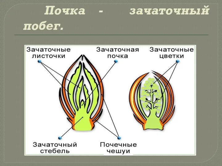 Почка - зачаточный побег.