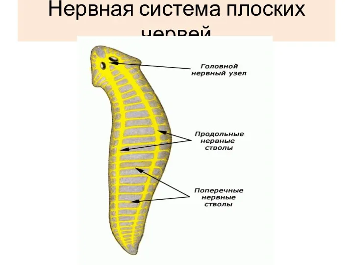 Нервная система плоских червей