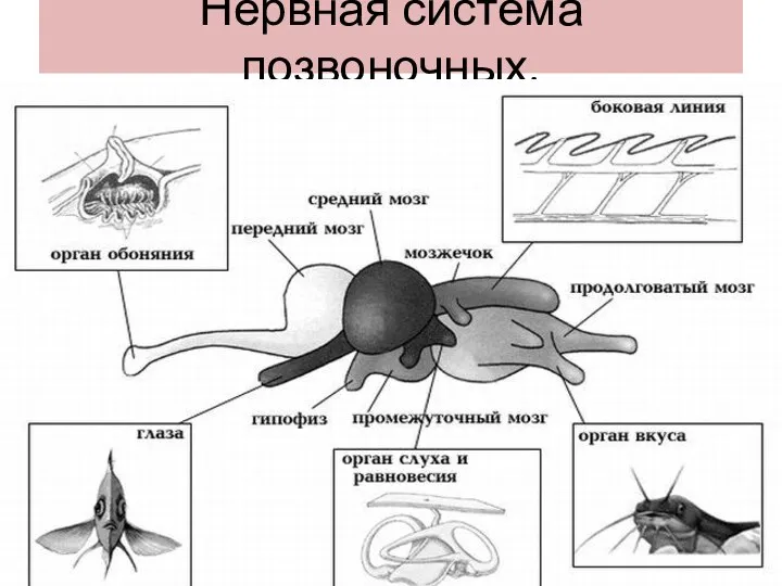 Нервная система позвоночных.