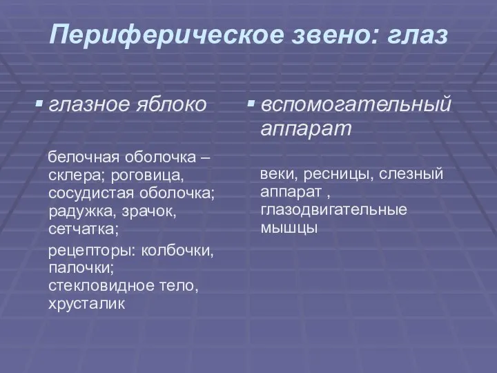 Периферическое звено: глаз глазное яблоко белочная оболочка – склера; роговица,