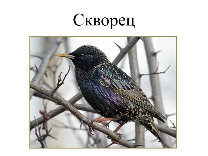 Скворец