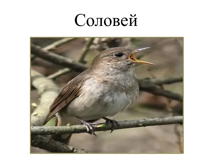 Соловей