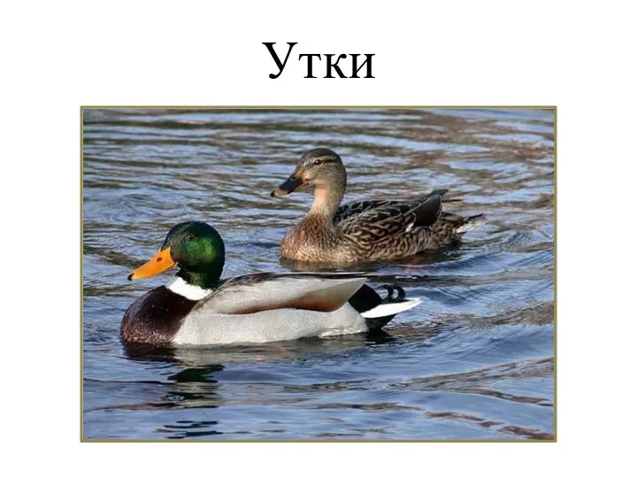 Утки