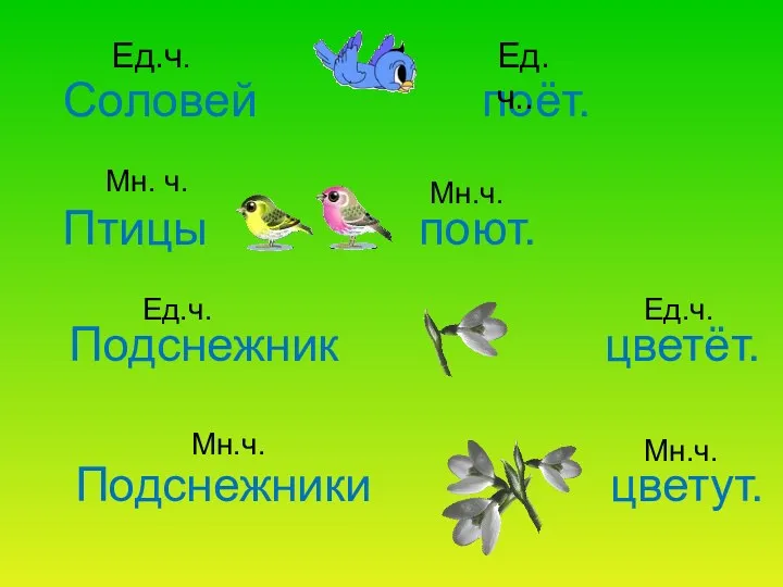 Соловей поёт. Птицы поют. Подснежник цветёт. Подснежники цветут. Ед.ч. Ед.ч..