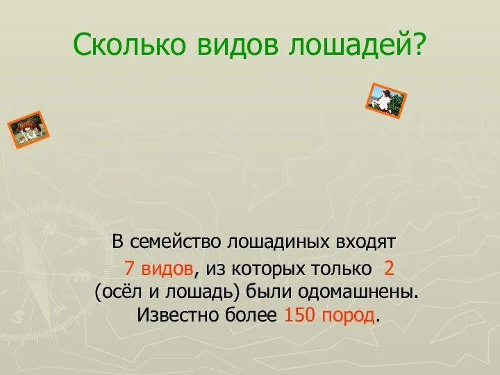 Сколько видов лошадей? В семейство лошадиных входят 7 видов, из