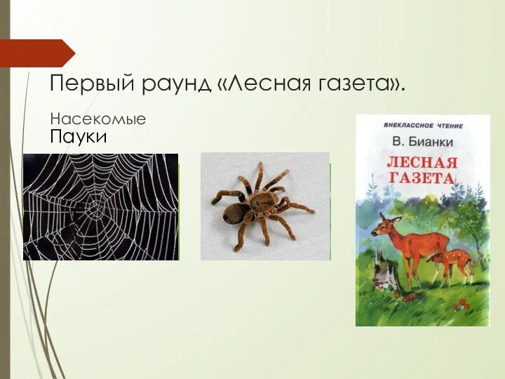 Первый раунд «Лесная газета». Насекомые Пауки