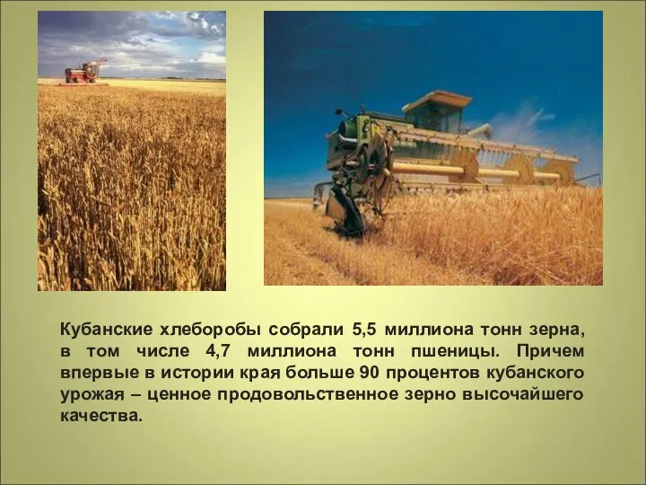 Кубанские хлеборобы собрали 5,5 миллиона тонн зерна, в том числе