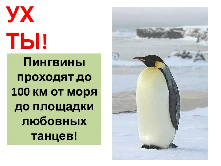 УХ ТЫ! Пингвины проходят до 100 км от моря до площадки любовных танцев!