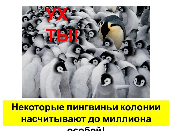 Некоторые пингвиньи колонии насчитывают до миллиона особей! УХ ТЫ!