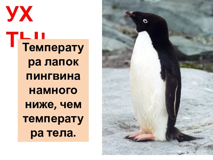УХ ТЫ! Температура лапок пингвина намного ниже, чем температура тела.