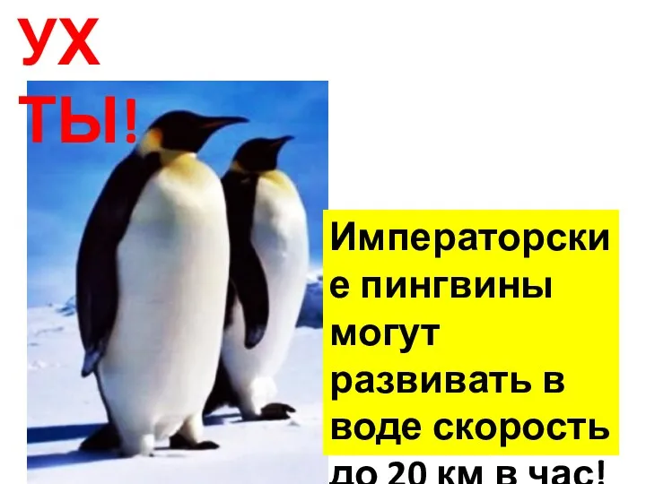 УХ ТЫ! Императорские пингвины могут развивать в воде скорость до 20 км в час!