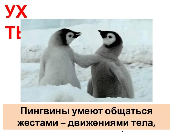 УХ ТЫ! Пингвины умеют общаться жестами – движениями тела, клюва, головы!
