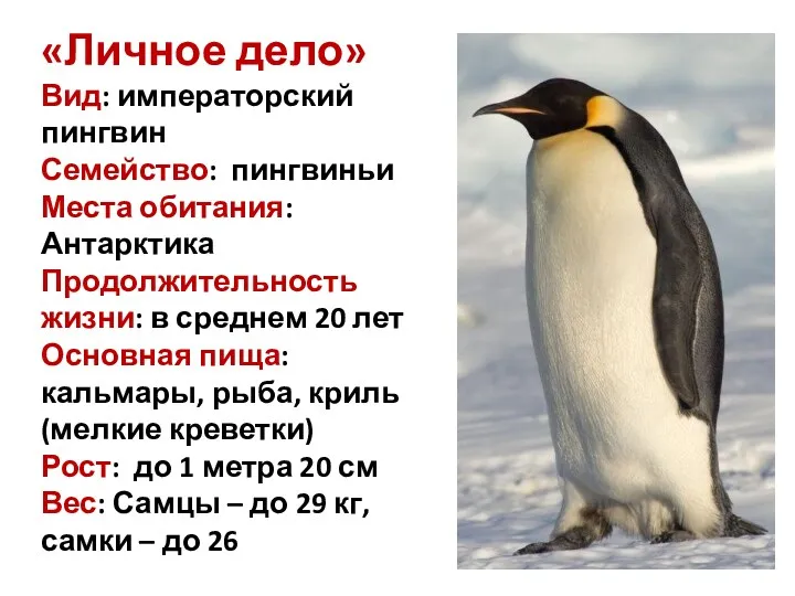 «Личное дело» Вид: императорский пингвин Семейство: пингвиньи Места обитания: Антарктика Продолжительность жизни: в