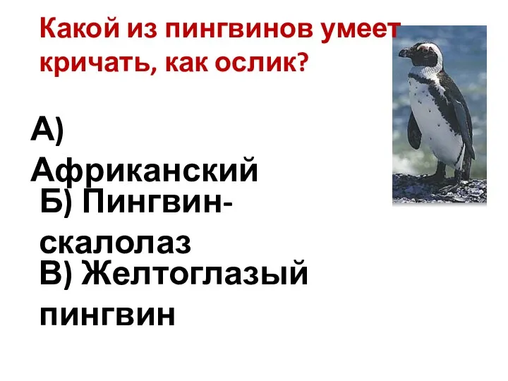 Какой из пингвинов умеет кричать, как ослик? А) Африканский Б) Пингвин-скалолаз В) Желтоглазый пингвин
