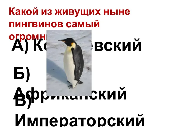 Какой из живущих ныне пингвинов самый огромный? А) Королевский Б) Африканский В) Императорский