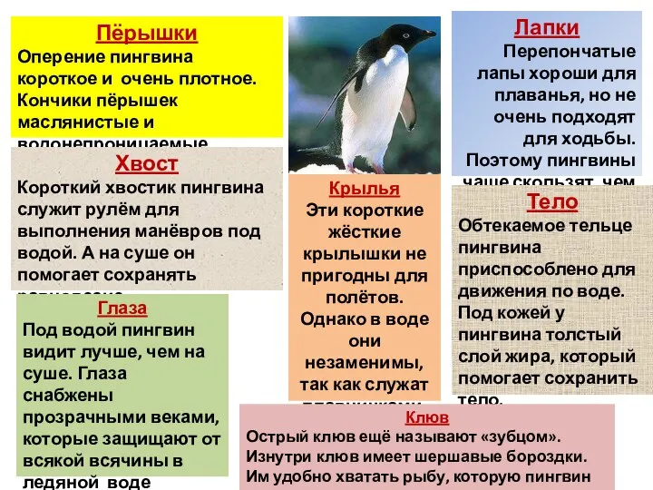 Пёрышки Оперение пингвина короткое и очень плотное. Кончики пёрышек маслянистые и водонепроницаемые. Лапки