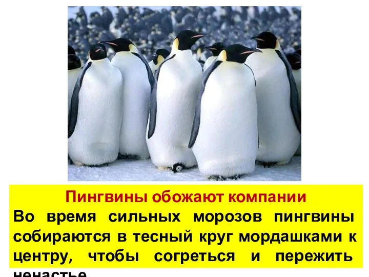 Пингвины обожают компании Во время сильных морозов пингвины собираются в тесный круг мордашками