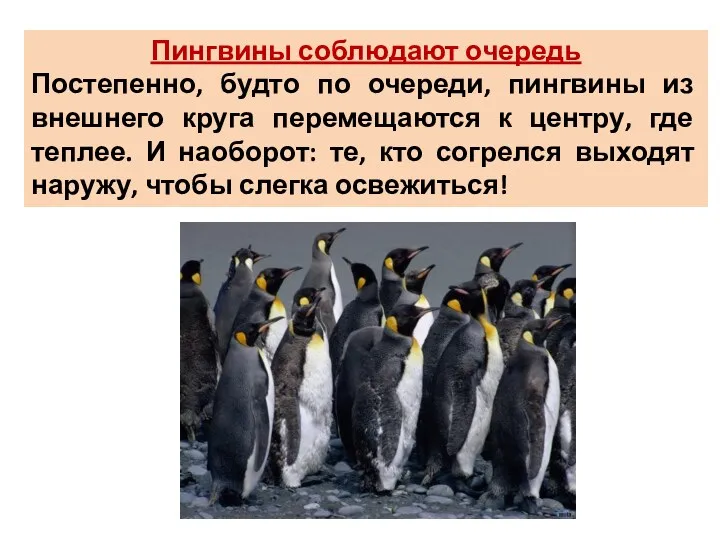 Пингвины соблюдают очередь Постепенно, будто по очереди, пингвины из внешнего круга перемещаются к