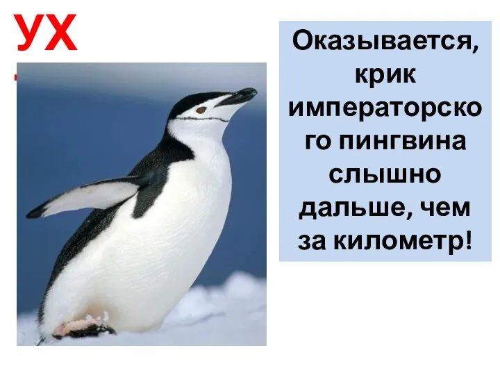 УХ ТЫ! Оказывается, крик императорского пингвина слышно дальше, чем за километр!